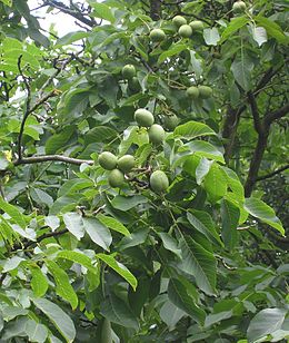 Közönséges dió (Juglans regia)