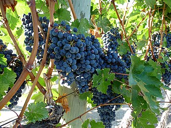 Red wine grapes growing in the Canadian wine r...