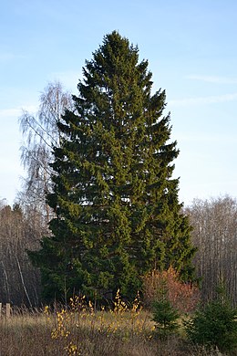 Paprastoji eglė (Picea abies)