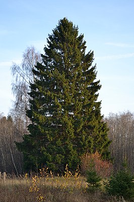 En ficht (Picea abies)