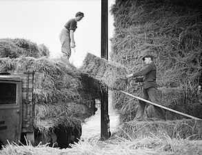 Entreposage des ballots dans le fenil. Sussex de l'Ouest, Angleterre, 1944.