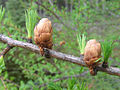 L.laricina (kanada lariko)