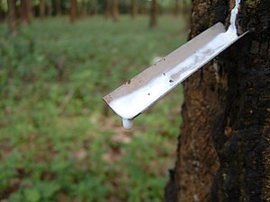 English: Latex being collected from a rubber tree
