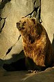 Бурий ведмідь (Ursus arctos)