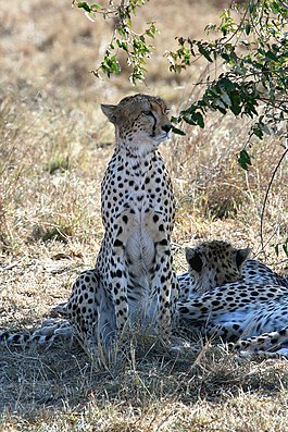 Гепард, Acinonyx jubatus