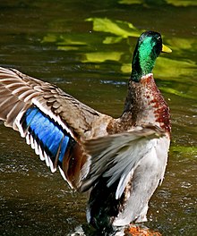 [تصویر: 220px-Mallard_speculum.jpg]