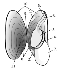 Représentation schématique de l'anatomie d'une Moule perlière d'eau douce