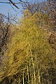 成熟芦笋植株，芦笋的叶子在秋天变成亮黄色