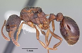 Myrmica fracticornis