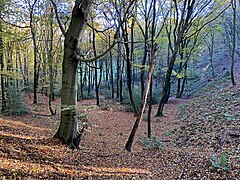 Sprockhöveler Bach im Buchenwald an der Glückauf-Trasse