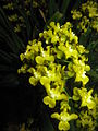 Oncidium cheirophorum