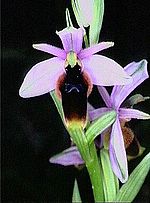 Miniatura para Ophrys lunulata