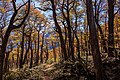 Rudeniniai notofagų miškai