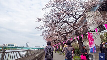 Kirsikankukkia Sumidan puistossa
