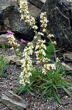 Description de l'image Penstemon confertus .jpg.