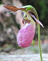 Cypripedium acaule habet duo stamina, quorum alium videtur in pictura; alium est pone florem.