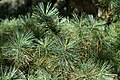 Pinus koraiensis (Korean Pine) - Flickr - S. Rae.jpg