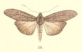 Sadarsa longipennis