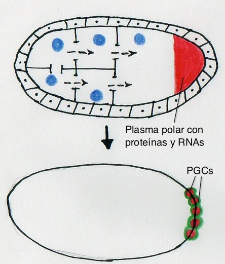 Archivo:Plasma polar en D. melanogaster.jpg