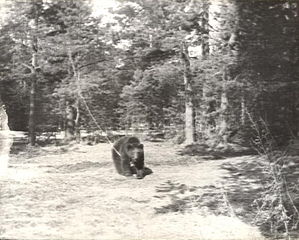 Медведь для притравки лаек. Подгорное. 1972 г.
