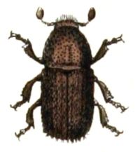 Polygraphus.poligraphus.-.calwer.30.06