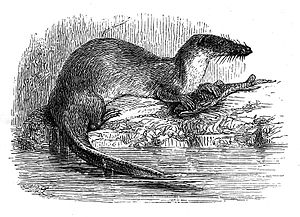 왕수달뒤쥐 (Potamogale velox)