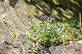 kamejka modronachová (Lithospermum purpurocaeruleum) - Vachovec1