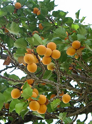 Prunus armeniaca (Apricot) branch with fruit. ...