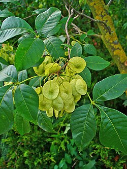 Humalalaikkio eli ptelea (Ptelea trifoliata).