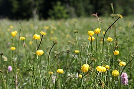 Prairie à Trolle d'Europe.