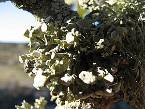 Ramalina fastigiata