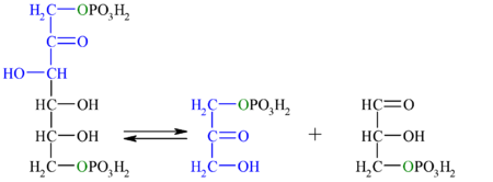 Reaction-F16BP-DOAP-GA3P unlabel.png