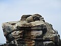 Seelöwen bei der Isla Choros