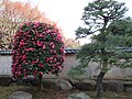 La clôture du jardin et un camélia en fleurs.