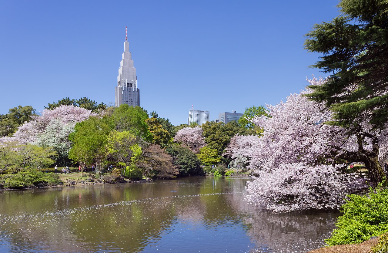 Shinjuku Gyoen National Garden - sakura 3.JPG