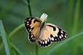 Small salmon Arab (Colotis amata)