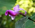 Sobralia decora