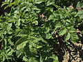Solanum tuberosum Edelgard (02) .jpg