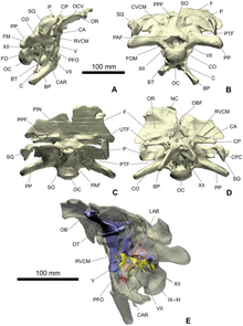 3D scans of a braincase and brain cavity