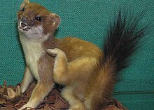 220px-Stoat_in_bristol_city_museum_arp.jpg