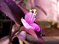 Close-up shot of pink flower (T. pallida 'Purpurea')