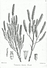 Tamarix dioica