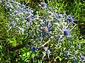 Ametüst-ogaputk (Eryngium amethystinum)