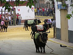 Varios toros "ensogaos" y engalanados en la Plaza de San Marcos.