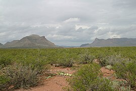 Yucca, larrea tridentata, i Mesquite tipifiquen les plantes d'aquest desert