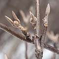 Nahé pupeny kaliny rozsochaté (Viburnum furcatum)