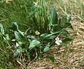 Berg-Hunds-Veilchen (Viola canina subsp. montana)