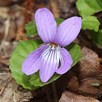 薄紅紫色の花、唇弁に濃紫色の線がある