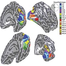 A visual field map of the primary visual cortex and the numerous extrastriate areas. More images in Colour centre Visual field maps.jpg