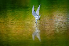 Whiskered Tern photographed in Misamis Oriental. Whiskered terns eat mainly small fish, amphibians, crustaceans, insects and their larvae. Photograph: Kirkamon A. Cabello (CC BY-SA 4.0)